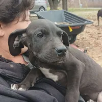 TJ, a female Great Dane for sale in Missouri, MO – Photo 4 of 10