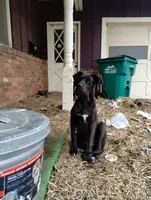 TJ, a female Great Dane for sale in Missouri, MO – Photo 3 of 10