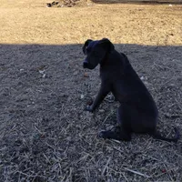 TJ, a female Great Dane for sale in Missouri, MO – Photo 2 of 10
