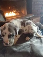 Blue Harlequin 1, a male Great Dane for sale in Missouri, MO – Photo 2 of 2