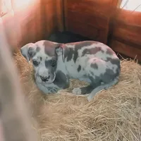 Blue Harlequin 1, a male Great Dane for sale in Missouri, MO – Photo 1 of 2