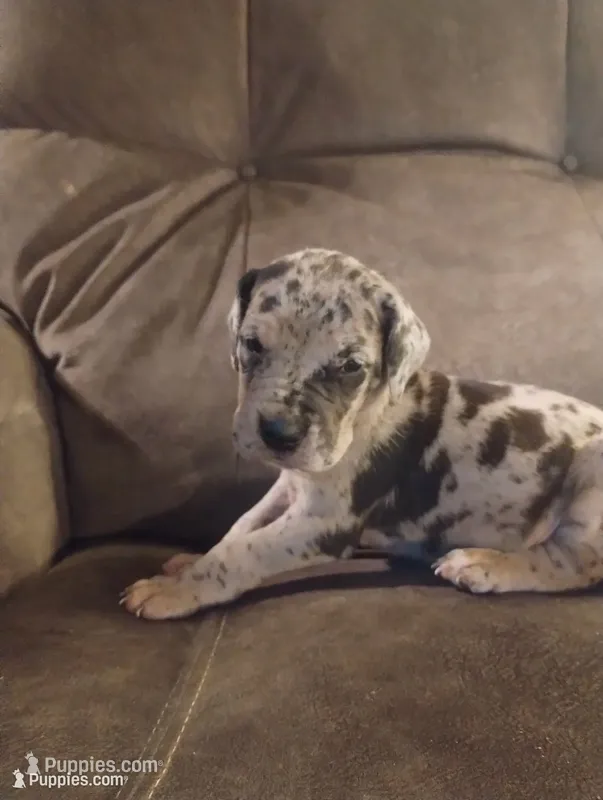 Puppy # 2 – Great Dane puppy for sale in New Hampton, MO