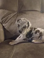 Puppy # 2, a female Great Dane for sale in New Hampton, MO – 2 of 3