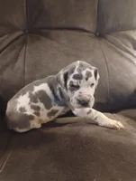 Puppy # 4, a female Great Dane for sale in New Hampton, MO – 2 of 3