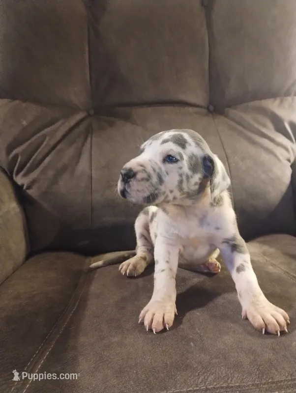 Puppy # 4 – Great Dane puppy for sale in New Hampton, MO