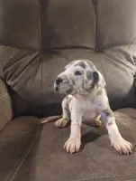 Puppy # 4, a female Great Dane for sale in New Hampton, MO – 1 of 3