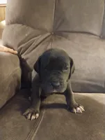 Puppy # 1, a male Great Dane for sale in New Hampton, MO – 2 of 3