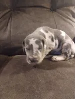 Puppy# 5, a male Great Dane for sale in New Hampton, MO – 2 of 3