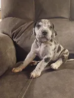 Puppy #3, a male Great Dane for sale in New Hampton, MO – 2 of 3