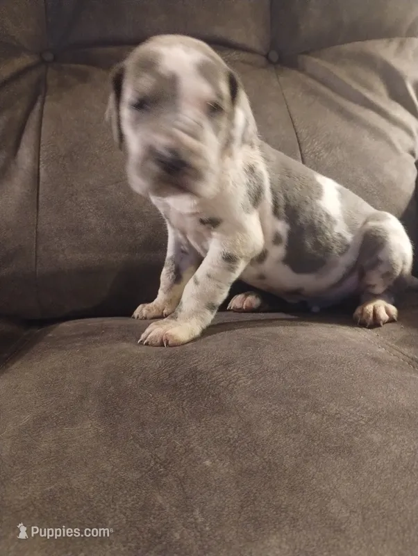 Puppy# 5 – Great Dane puppy for sale in New Hampton, MO