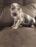 Puppy# 5, a male Great Dane for sale in New Hampton, MO – 1 of 3