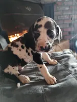 Harley, a female Great Dane for sale in Missouri, MO – Photo 2 of 2