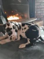 Harley, a female Great Dane for sale in Missouri, MO – Photo 1 of 2