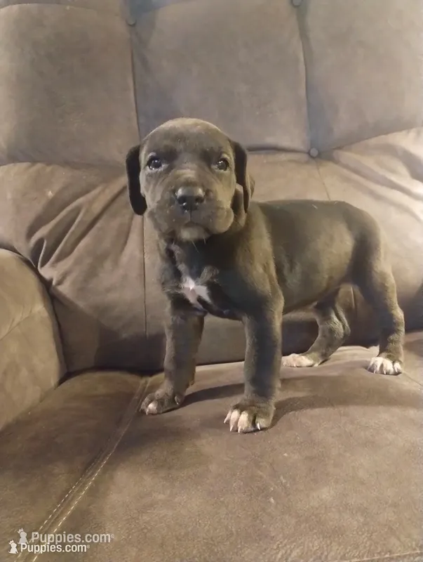Puppy # 1 – Great Dane puppy for sale in New Hampton, MO