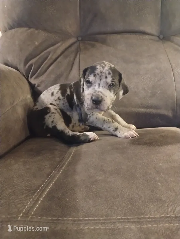 Puppy #3 – Great Dane puppy for sale in New Hampton, MO