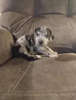 Puppy #3, a male Great Dane for sale in New Hampton, MO – 1 of 3