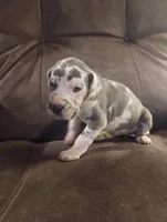 Puppy # 4, a female Great Dane for sale in New Hampton, MO – 3 of 3