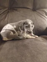 Puppy# 5, a male Great Dane for sale in New Hampton, MO – 3 of 3