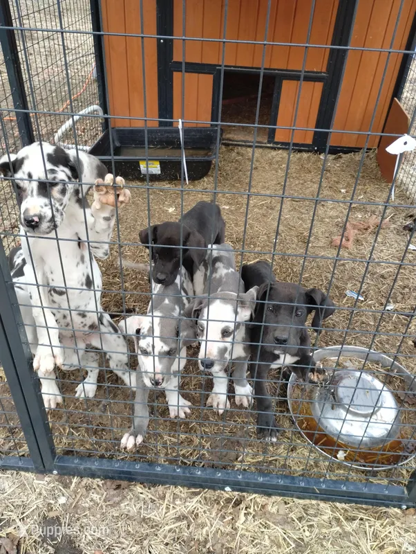 Black with white markings 1 – Great Dane puppy for sale in Missouri, MO