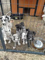 Black with white markings 1, a male Great Dane for sale in Missouri, MO – Photo 1 of 5