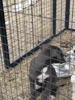 Black with white markings 1, a male Great Dane for sale in Missouri, MO – Photo 3 of 5