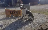 Black with white markings 1, a male Great Dane for sale in Missouri, MO – Photo 4 of 5