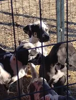 Black with white markings 1, a male Great Dane for sale in Missouri, MO – Photo 2 of 5
