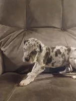 Puppy # 2, a female Great Dane for sale in New Hampton, MO – 3 of 3
