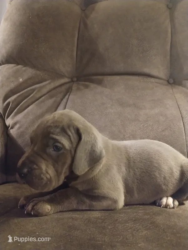 Puppy # 6 – Great Dane puppy for sale in New Hampton, MO