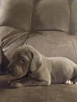 Puppy # 6, a female Great Dane for sale in New Hampton, MO – 1 of 3