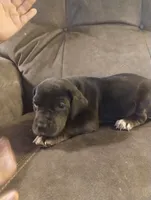 Puppy # 1, a male Great Dane for sale in New Hampton, MO – 1 of 3