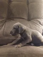 Puppy # 6, a female Great Dane for sale in New Hampton, MO – 3 of 3