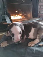 Blue Harlequin 2, a male Great Dane for sale in Missouri, MO – Photo 2 of 2