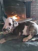 Blue Harlequin 2, a male Great Dane for sale in Missouri, MO – Photo 1 of 2