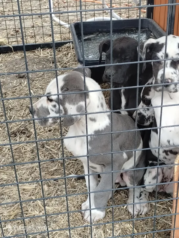 Blue Harlequin 2 – Great Dane puppy for sale in Missouri, MO