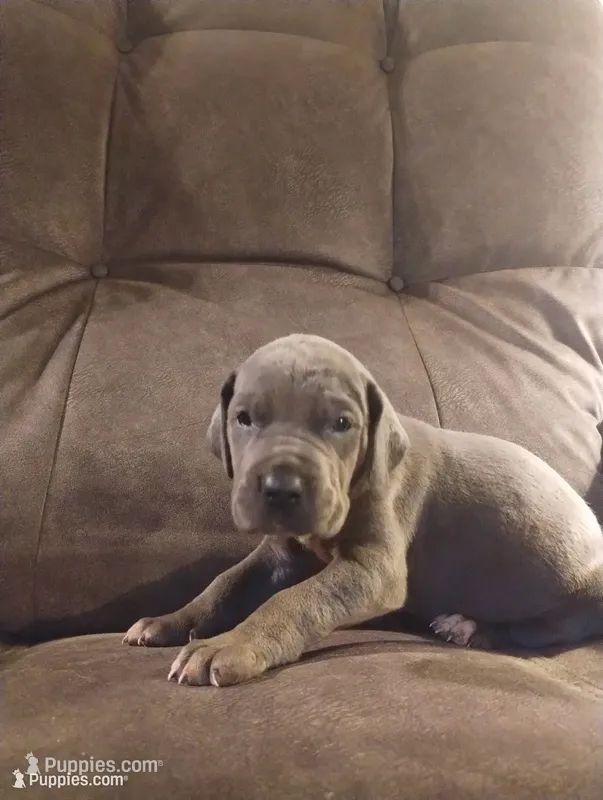 Puppy # 6 – Great Dane puppy for sale in New Hampton, MO
