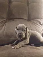 Puppy # 6, a female Great Dane for sale in New Hampton, MO – 2 of 3