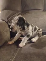 Puppy #3, a male Great Dane for sale in New Hampton, MO – 3 of 3
