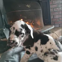 Harlequin 1, a male Great Dane for sale in Missouri, MO – Photo 1 of 6