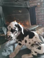 Harlequin 1, a male Great Dane for sale in Missouri, MO – Photo 1 of 6