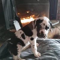 Harlequin 1, a male Great Dane for sale in Missouri, MO – Photo 2 of 6