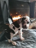 Harlequin 1, a male Great Dane for sale in Missouri, MO – Photo 2 of 6