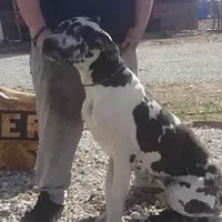 Harlequin 1, a male Great Dane for sale in Missouri, MO – Photo 5 of 6