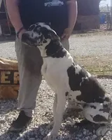 Harlequin 1, a male Great Dane for sale in Missouri, MO – Photo 5 of 6