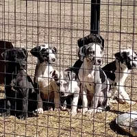 Harlequin 1, a male Great Dane for sale in Missouri, MO – Photo 4 of 6