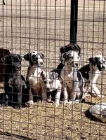 Harlequin 1, a male Great Dane for sale in Missouri, MO – Photo 4 of 6