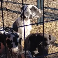 Harlequin 1, a male Great Dane for sale in Missouri, MO – Photo 3 of 6