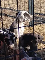 Harlequin 1, a male Great Dane for sale in Missouri, MO – Photo 3 of 6