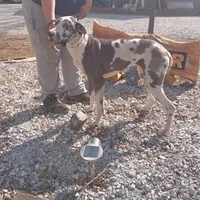 Harlequin 1, a male Great Dane for sale in Missouri, MO – Photo 6 of 6