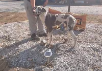 Harlequin 1, a male Great Dane for sale in Missouri, MO – Photo 6 of 6